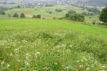 Pozůstatek příkopu před cípem šancí č. 2 (© Jan P. Štěpánek 2005)