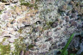 Struktura skalisek. ( © Jan P. Štěpánek 06/2005)