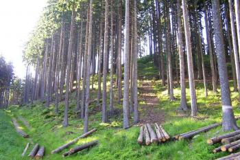 Celkový pohled od jihovýchodu na vrchol lokality (vpravo) a přístupovou cestu k němu ( © Jan P. Štěpánek 06/2005)