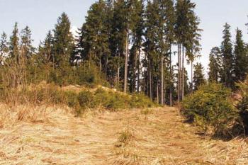 Přírodní příkop rozděluje lokalitu na dvě části ( © Miroslav BITTER 04/2005)