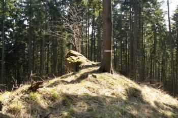Pohled na nejvyšší jihovýchodní část lokality ( © Miroslav BITTER 03/2005)