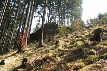 Skalisko ukončuje méně výraznou část lokality na severozápadní straně. ( © Miroslav BITTER 03/2005)