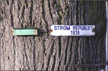 památný strom - strom republiky 1918 ( © Jan P. Štěpánek 01/2006)