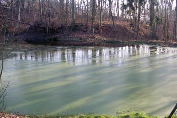 Pohled na tvrziště od rybníka (© Jan Šebek, 12/2009)