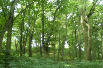  (© David Koral, 03/2010)