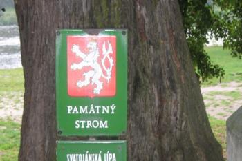 Památná lípa před zámkem (© Veronika Vaňková, 08/2007)