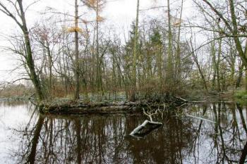 Tvrziště tvořící ostrůvek v rybníce ( © Filip Matoušek 11/2005)