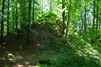 Krásný buk (© Lenka Martinková, 07/2010)