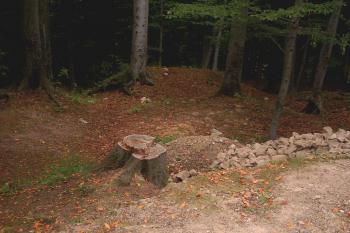 Krásný Buk (© vladimír kotek, 08/2003)