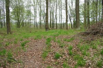 povrch jádra hrádku (© D Dohňanský, 05/2015)