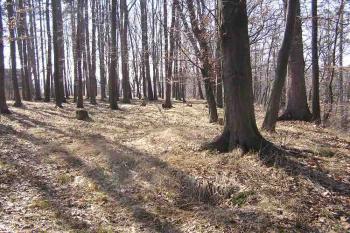 Rovná plocha jádra lokality (© Jan P. Štěpánek 05/2006)