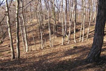 pohled z jihozápadního nároží jádra hrádku přes příkop k západu ( © Jan P. Štěpánek 01/2008)