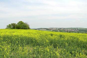 Kancléřský kopec (© Jan P. Štěpánek 06/2006)