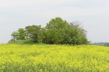 Kancléřský kopec (© Jan P. Štěpánek 06/2006)