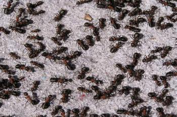 Mravenci hřející se na jarním sluníčkem prohřátých schodech kaple ( © Jan P. Štěpánek 04/2007)