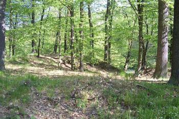 Vřísek (© Jan Laurýn, 2006)