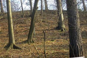 plocha hradiska z druhé, neodtěžené plochy kopce ( © Ondřej Štěpánek 04/2007)