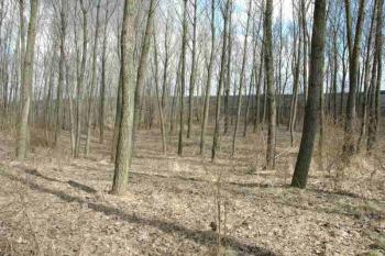 Střed tvrziště ( © Aleš Marek 04/2006)
