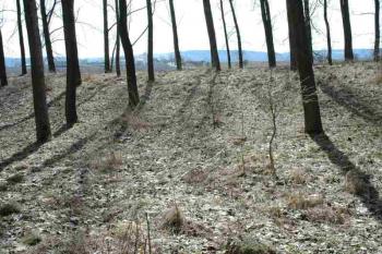Tvrziště ( © Aleš Marek 04/2006)
