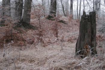  (© Zdeněk Susa, 01/2009)