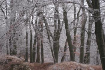  (© Zdeněk Susa, 01/2009)