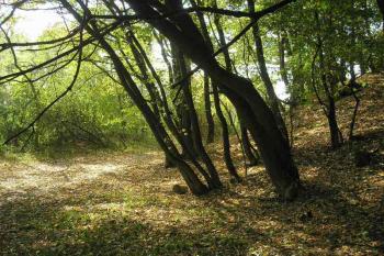 bývalý příkop a nástupní plošina (vlevo) do jádra tvrze (vpravo) ( © Ondřej Štěpánek 10/2006)