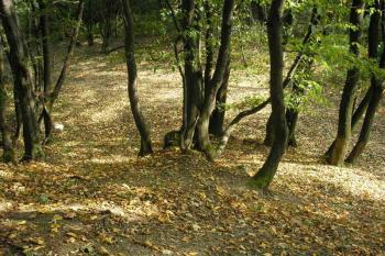 pohled z nástupní plošiny přes příkop na místo jádra tvrze ( © Ondřej Štěpánek 10/2006)