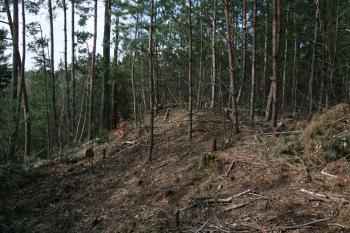 Jádro hradu ( © Petr Nožička 03/2012)