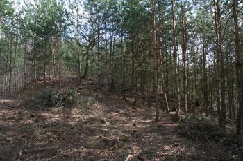 Jádro hradu ( © Petr Nožička 03/2012)