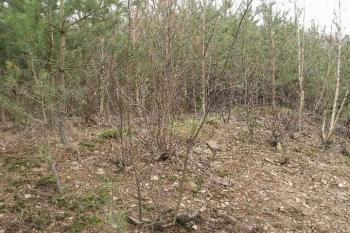 Pohled na jádro. (© koalix 04/2006)