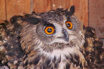 Výr velký (Bubo bubo) ( © Miroslav BITTER 2006)