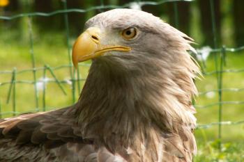 Orel mořský (Haliaeetus albicilla) ( © Miroslav BITTER 2006)