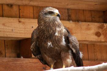 Moták pochop (Circus aeruginosus) ( © Miroslav BITTER 2006)