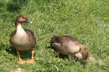 Husa velká (Greylag Goose) ( © Miroslav BITTER 2006)