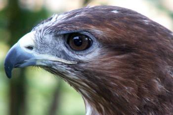 Káně lesní (Buteo buteo) ( © Miroslav BITTER 2006)