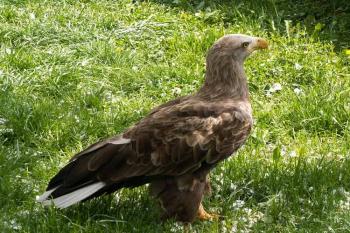 Orel mořský (Haliaeetus albicilla) ( © Miroslav BITTER 2006)