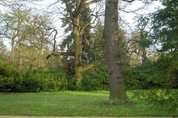 němí velikáni ( © Ondřej Štěpánek 04/2006)