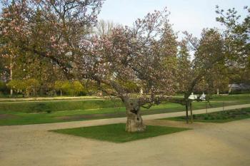 okrasné stromy ( © Ondřej Štěpánek 04/2006)