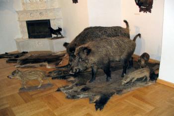 část expozice loveckých trofejí ( © Pavel Zany Komárek 8.5. 2005)