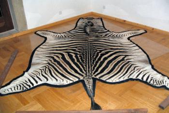 kůže zebry v zámecké expozici ( © Pavel Zany Komárek 8.5. 2005)