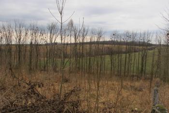 pohled z tvrziště na sever (© D Dohňanský, 03/2017)