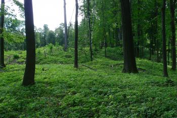 Hradčany (© marek juchelka, 07/2009)