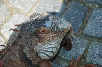 Strážce ZOO ( © Aleš Marek 05/2006)