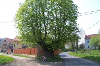 Památná lípa (© Vladimír Studecký 05/2006)