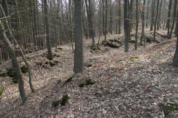  (© Michal Brůža, 03/2011)