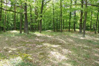 Povrch jádra, pohled od severozápadu ( © Roman Řezáč 05/2006)