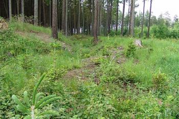 Severní část tvrziště, zachovaný úsek valu  v popředí ( © Roman Řezáč 06/2006)