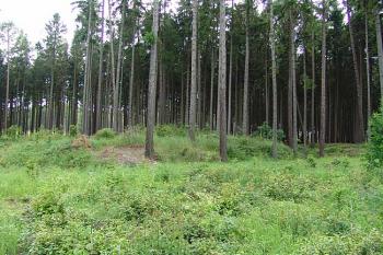 Severní část tvrziště ( © Roman Řezáč 06/2006)