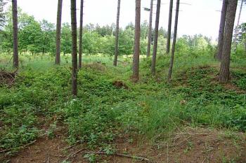 Severní část tvrziště ( © Roman Řezáč 06/2006)