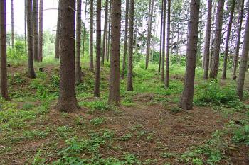 Jihozápadní část tvrziště ( © Roman Řezáč 06/2006)